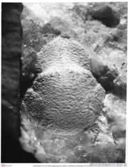 Historisches Foto von Ambulocapsa sentosa (Robins, Feldmann & Schweitzer, 2013) (NHMW-AFW-GEO-BACHMAYER-FOTO-1990-0041-1951)